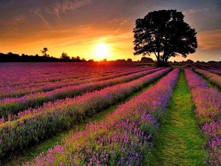 fleursdeprovence